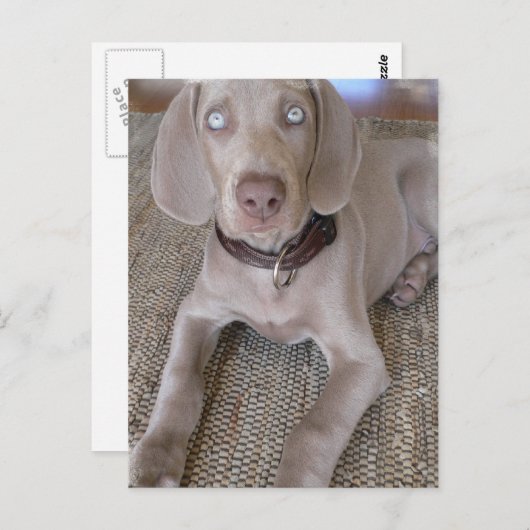 Weimaraner Puppy Briefkaart (Voorkant / Achterkant)