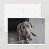 weimaraner-puppy briefkaart (Voorkant / Achterkant)
