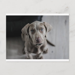 weimaraner-puppy briefkaart