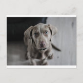 weimaraner-puppy briefkaart (Voorkant)
