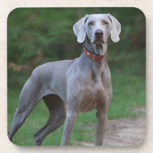 Weimaraner Puppy Dog Bier Onderzetter