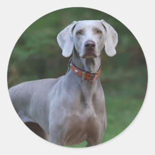 Weimaraner Puppy Dog Ronde Sticker
