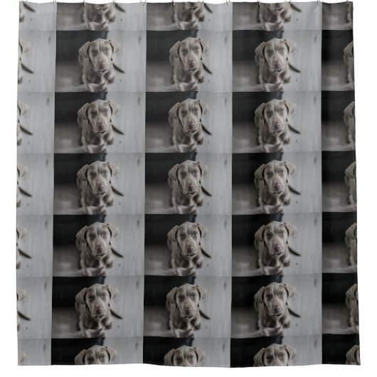 weimaraner-puppy douchegordijn (Voorkant)