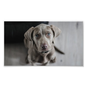 Weimaraner-puppy Foto Afdruk