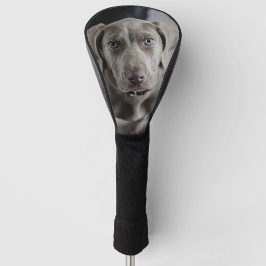 weimaraner-puppy golfheadcover (Voorkant)