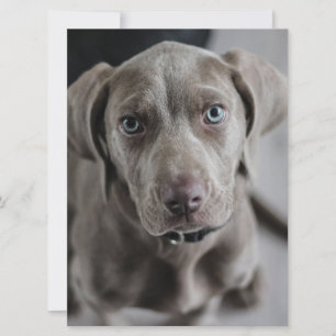 Weimaraner-puppy Kaart