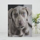 Weimaraner-puppy Kaart (Staand voorkant)