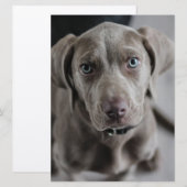 Weimaraner-puppy Kaart (Voorkant / Achterkant)