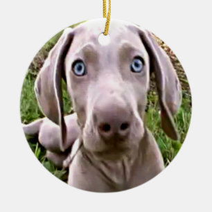 WEIMARANER PUPPY KERSTVERSIERING KERAMISCH ORNAMENT