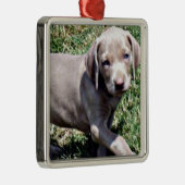 "WEIMARANER PUPPY" KERSTVERSIERING METALEN ORNAMENT (Rechts)