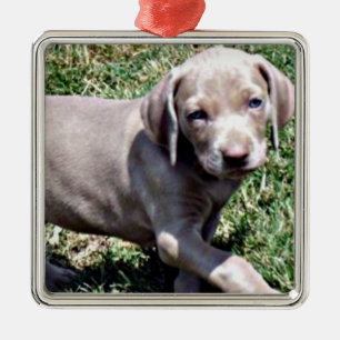 "WEIMARANER PUPPY" KERSTVERSIERING METALEN ORNAMENT
