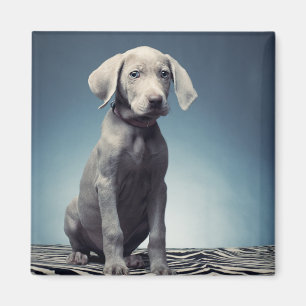 Weimaraner puppy magneet
