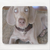 Weimaraner Puppy Muismat (Voorkant)