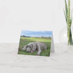 Weimaraner Puppy Notecard Kaart