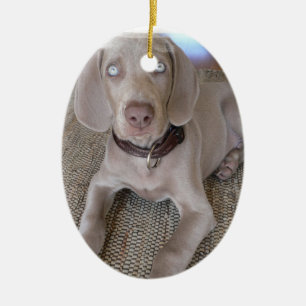Weimaraner Puppy Ornament