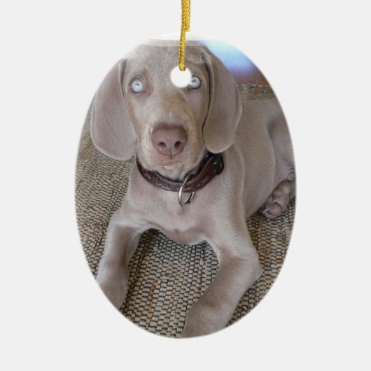Weimaraner Puppy Ornament (Voorkant)