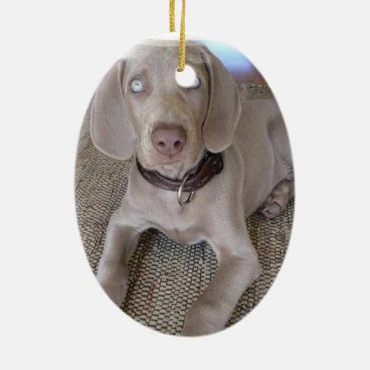 Weimaraner Puppy Ornament (Achterkant)