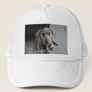 weimaraner-puppy trucker pet