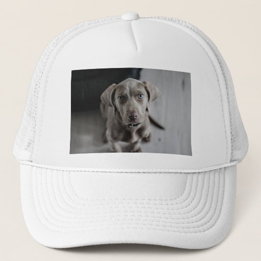 weimaraner-puppy trucker pet (Voorkant)