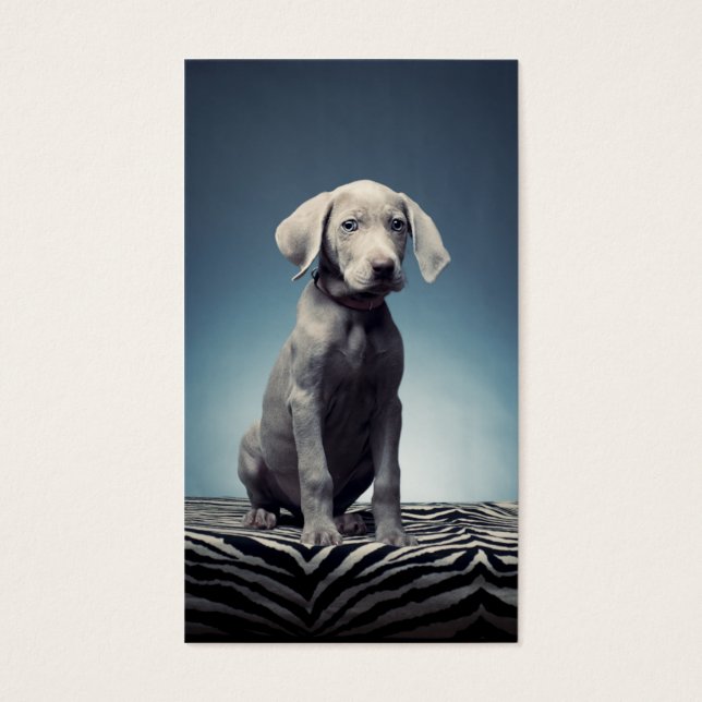 Weimaraner puppy visitekaartje (Voorkant)