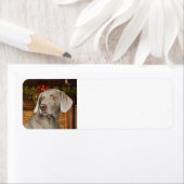 Weimaraner Retouradreslabel Etiket (Insitu)