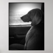 Weimaraner Riding Shotgun - Canvas Poster (Voorkant)