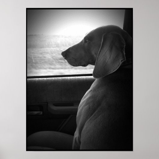 Weimaraner Riding Shotgun - Canvas Poster (Voorkant)