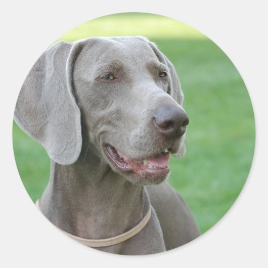 Weimaraner Ronde Sticker (Voorkant)