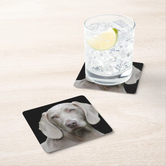 Weimaraner Silver Gray Kartonnen Onderzetters (Insitu)