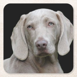 Weimaraner Silver Gray Kartonnen Onderzetters