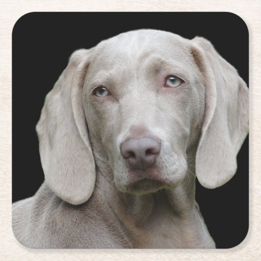 Weimaraner Silver Gray Kartonnen Onderzetters (Voorkant)