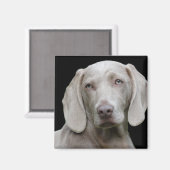 Weimaraner Silver Gray Magneet (Voorkant / Achterkant)
