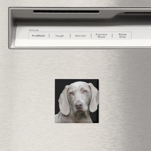 Weimaraner Silver Gray Magneet (Insitu (Vaatwasser))