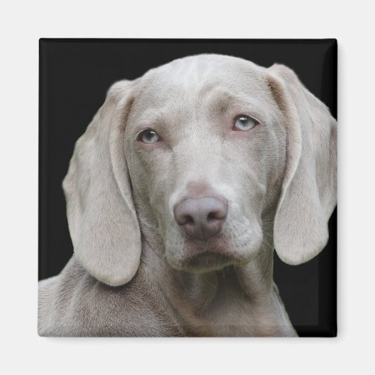 Weimaraner Silver Gray Magneet (Voorkant)