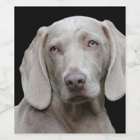 Weimaraner Silver Gray Wijn Etiket (Enkel label)