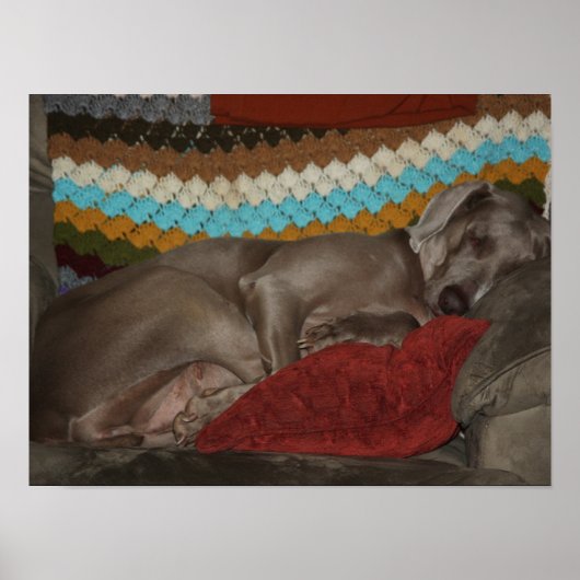 Weimaraner Snooze Poster (Voorkant)