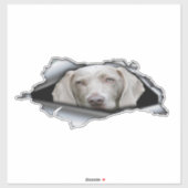Weimaraner stickers Weimaraner sticker (Vel)
