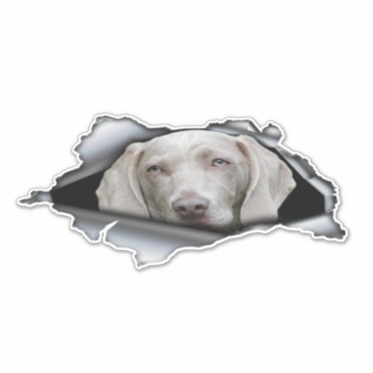 Weimaraner stickers Weimaraner sticker (Voorkant)