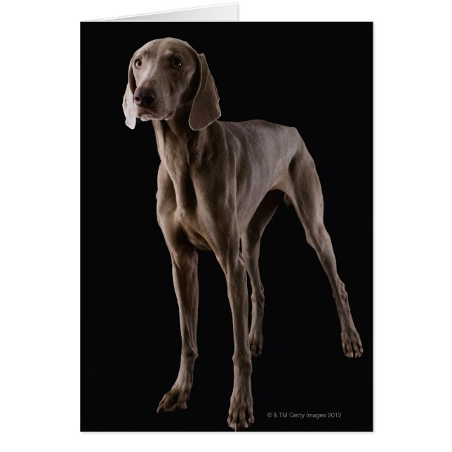 Weimaraner, studioshot (Voorkant)
