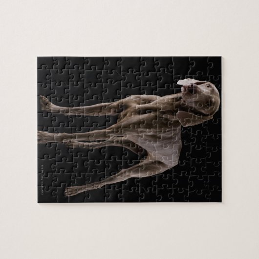 Weimaraner, studioshot legpuzzel (Horizontaal)