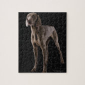 Weimaraner, studioshot legpuzzel (Verticaal)