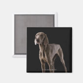 Weimaraner, studioshot magneet (Voorkant / Achterkant)