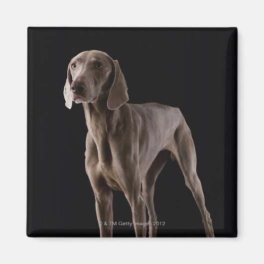 Weimaraner, studioshot magneet (Voorkant)