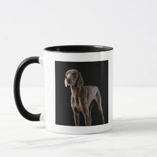 Weimaraner, studioshot mok