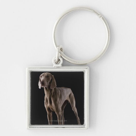 Weimaraner, studioshot sleutelhanger (Voorkant)