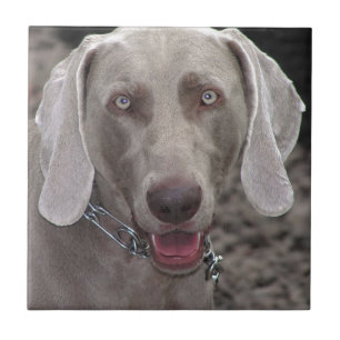 Weimaraner Tegeltje