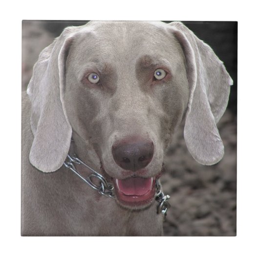 Weimaraner Tegeltje (Voorkant)