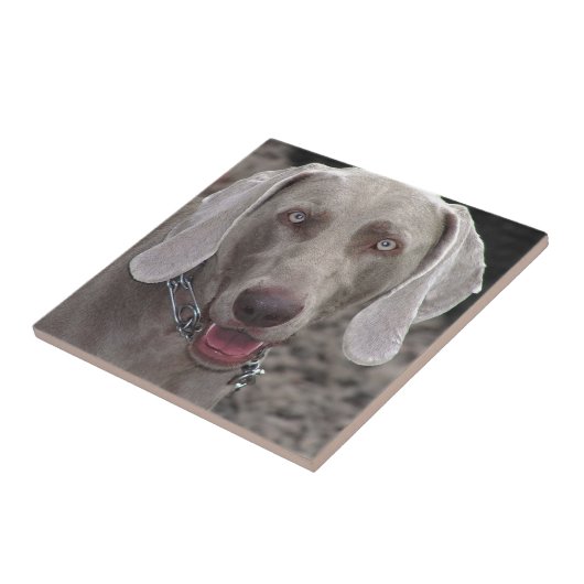 Weimaraner Tegeltje (Zijkant)