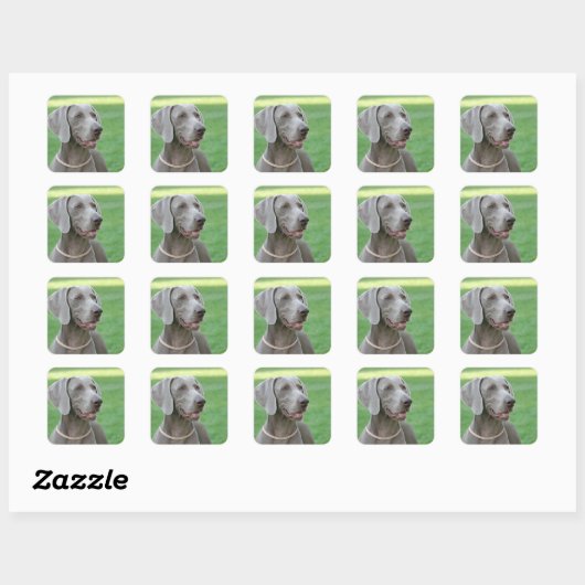 Weimaraner Vierkante Sticker (Vel)