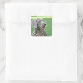 Weimaraner Vierkante Sticker (Tas)
